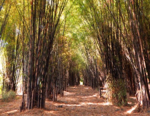 rute-menuju-hutan-bambu-keputih-surabaya